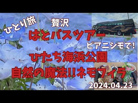 60代【ひとり旅】【ピアニシモ】贅沢【はとバス】【ひたち海浜公園】で見頃の幻想的な【ネモフィラ】の世界へ　贅沢ランチ「レストランイイジマ」で常陸牛５種類盛り合わせ　2024.04.23