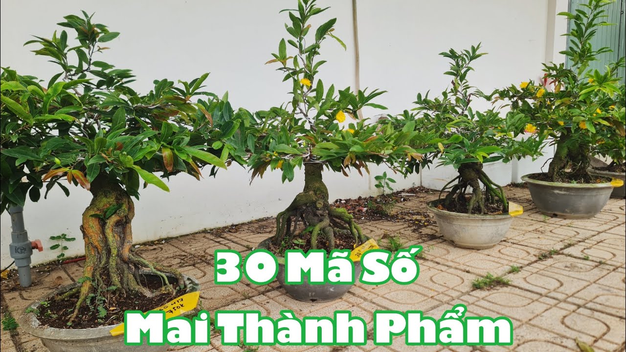 Ngày 09/03. 30 Mã Số Mai Thành Phẩm Bonsai, Mai Lấy Bo.☎Út 0353777111