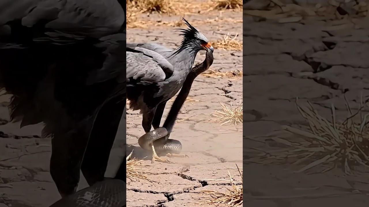 Secretary Bird vs Cobra: The Ultimate Savanna Showdown!