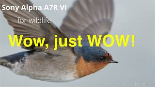 Sony A7RM6 for wildlife Sony A7RM6 for wildlife