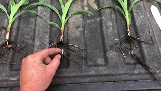 Evaluating Corn Stands and Planting Depth