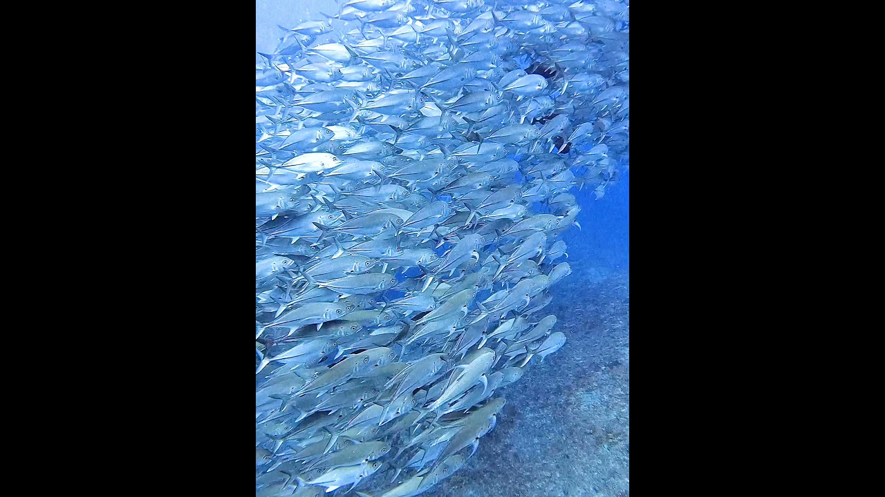Big-eye jack🌪 with Giant trevally🐟