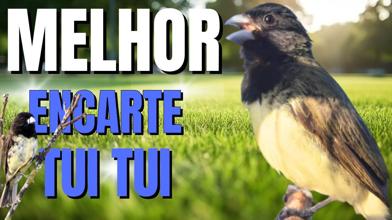 PAPACAPIM TUITUI PARA ENCARTE PAPACAPIM COM PIADO DE FÊMEA DE PAPA CAPIM PARA ESQUENTAR PAPACAPIM