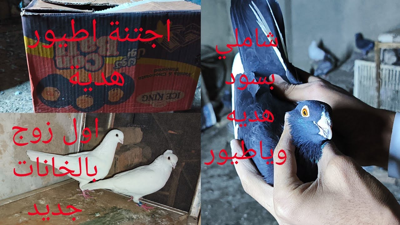 اجتنه اطيور🕊هديه الوصولنه 25الف مشتراك😍نقلت الطيور الخانات جديده انشاء الله خير علينه الخانات