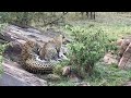 Nature Calls: Mating Leopards in Samburu Northern Kenya with Saruni