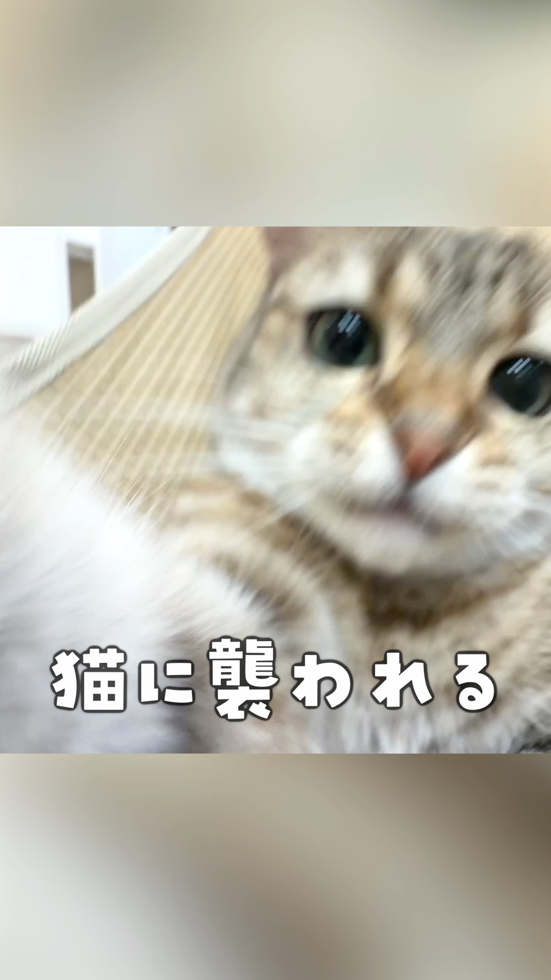ポムさんとしまちゃん / ねこべや。 - YouTube ポムさんとしまちゃん / ねこべや。 - YouTube