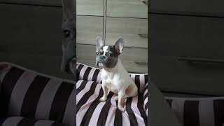 French Bulldog Loses Her Clothes