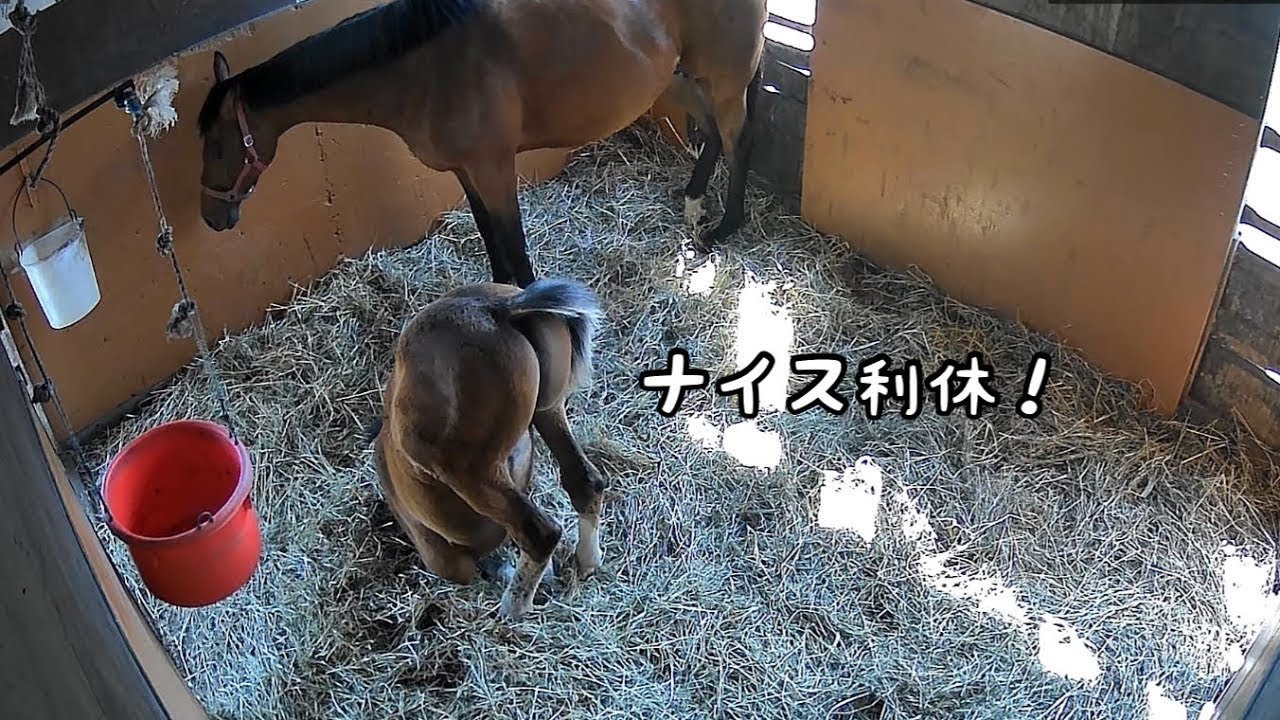 茶柱になった仔馬(スカーレットテイルの25)