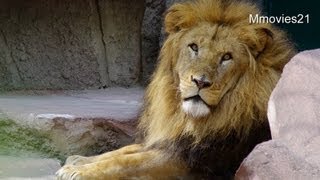 ライオンのリッキー11歳の誕生日