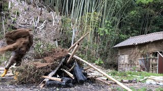 荒廃した孟宗竹林の整備3年目結構重いのよね2024/04/1901