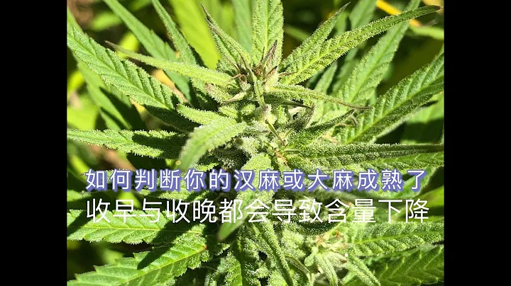 大麻和漢麻收割的時機 | 如何判斷大麻漢麻成熟了？ - 天天要聞