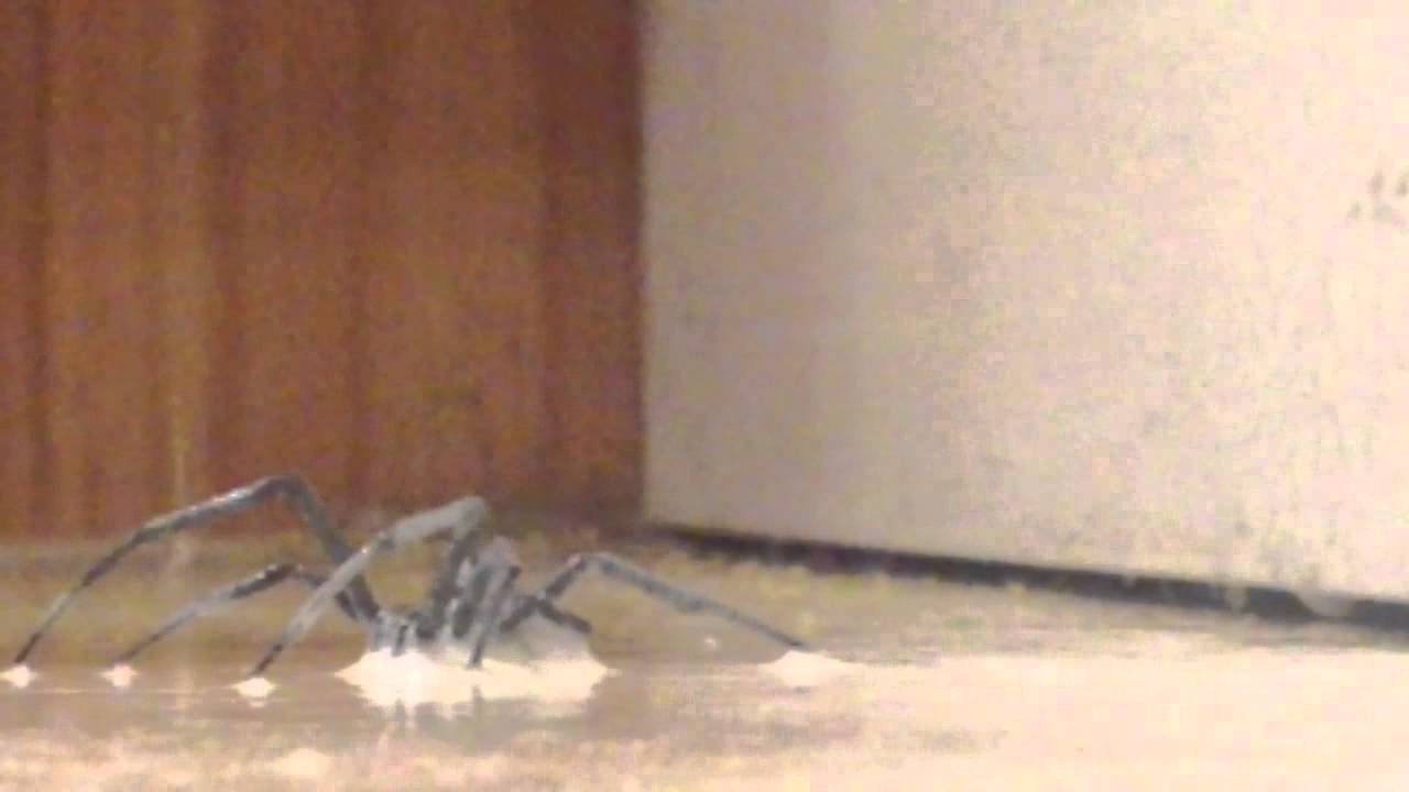 Killing a Spider YouTube