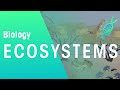 What Is An Ecosystem? | Ecology & Environment | Biology | FuseSchool