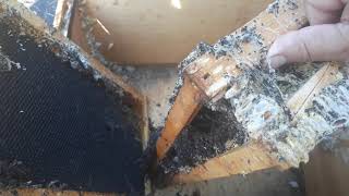 Wax moth infestation on honeybee comb