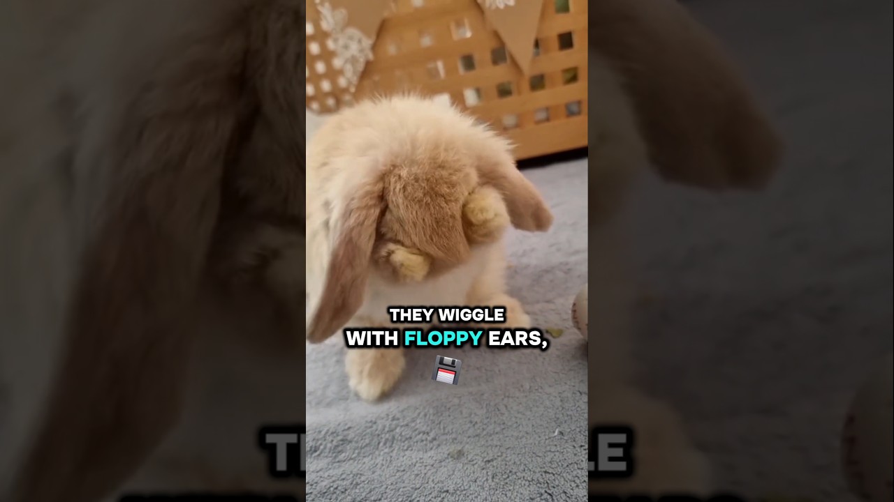 Lop-Eared Bunnies Are Too Cute to Be Real 🐰❤️