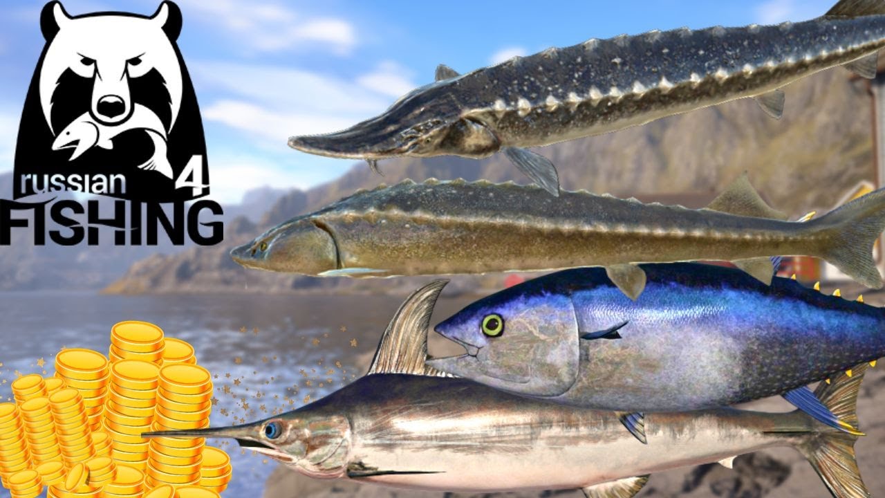Sturg @Tuba + Sea | BACK from Vacation!! | SUB GOAL! | 50 KG Fish ...