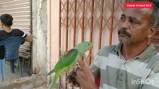 Lalukhet bird market jall rates and price apdat