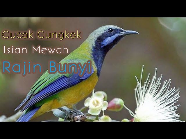 Cucak Cungkok Isian Mewah Rajin Bunyi#Burungcucakcungkok#Masterancucakcungkok class=