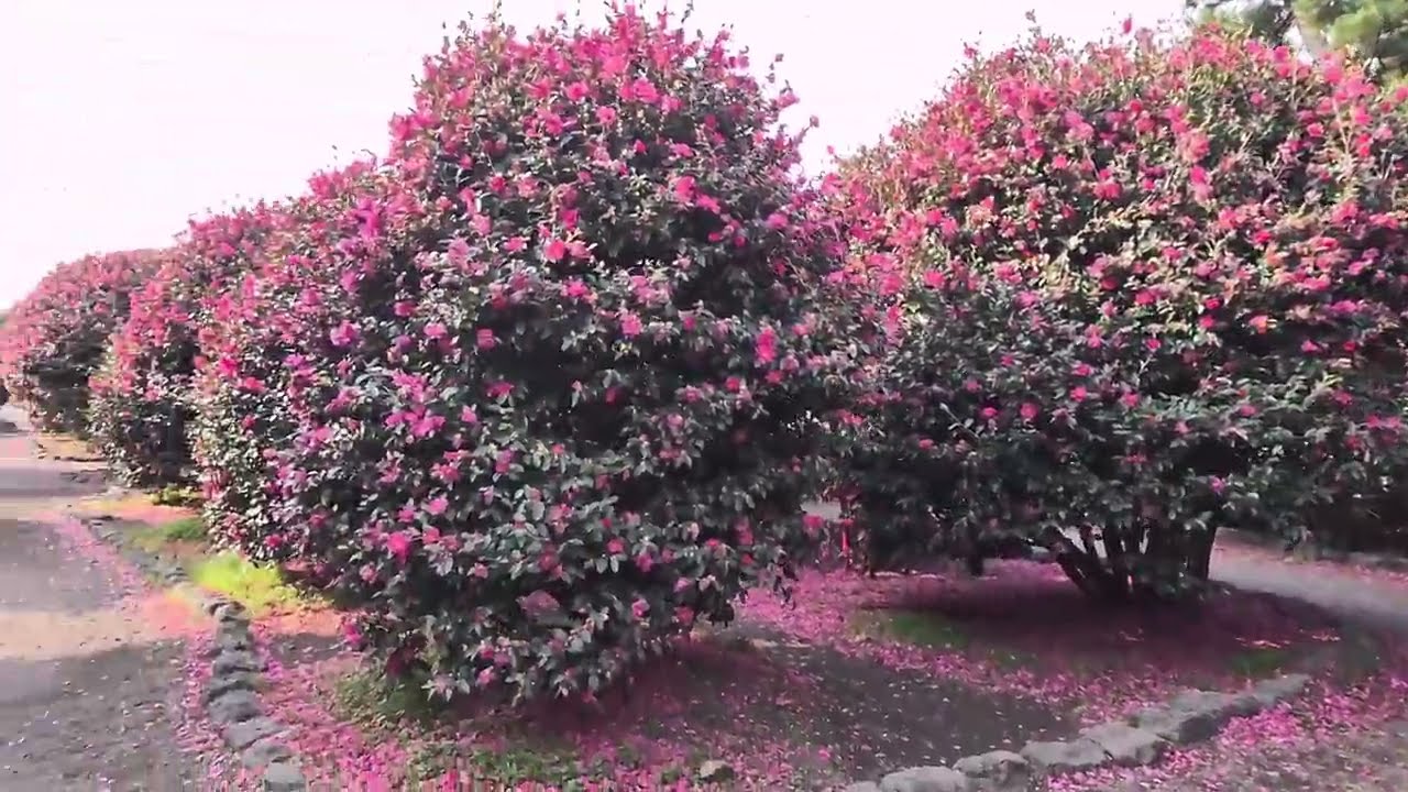 봄이 왔어요 # 제주도 