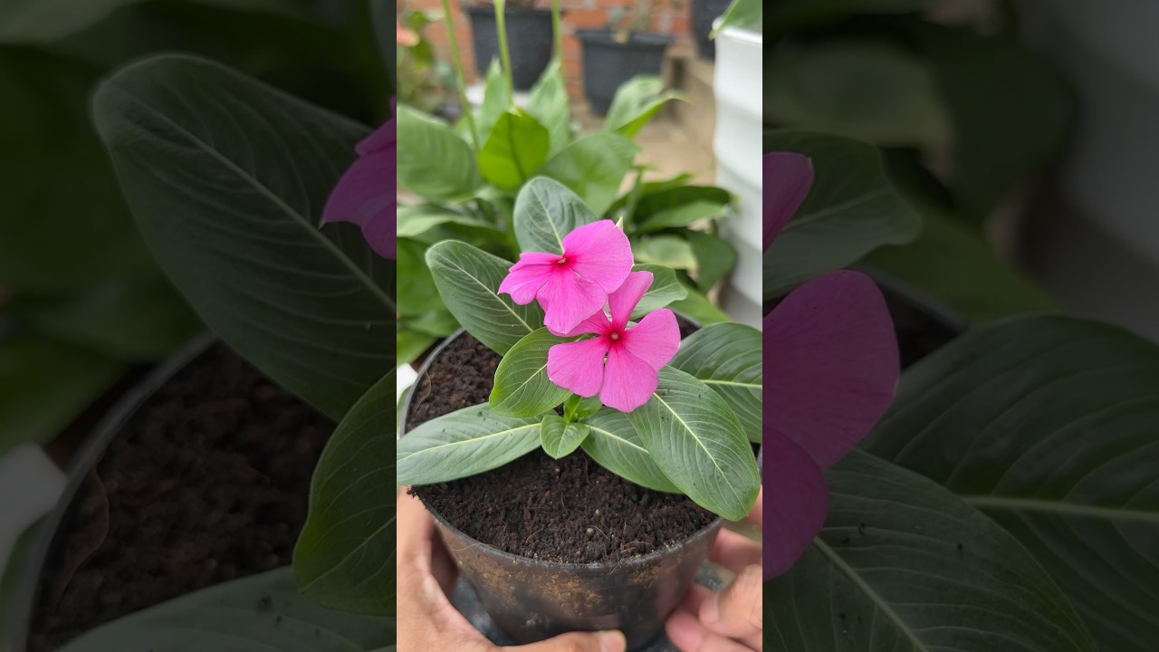 Make your periwinkle 🌺 bloom super fast with this gel