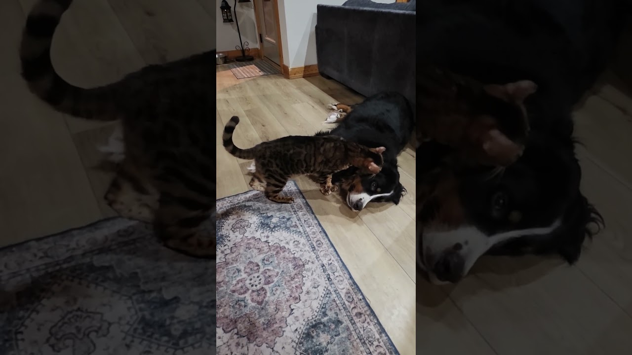 Tesla snuggling James! The Cutest! ❤️ 