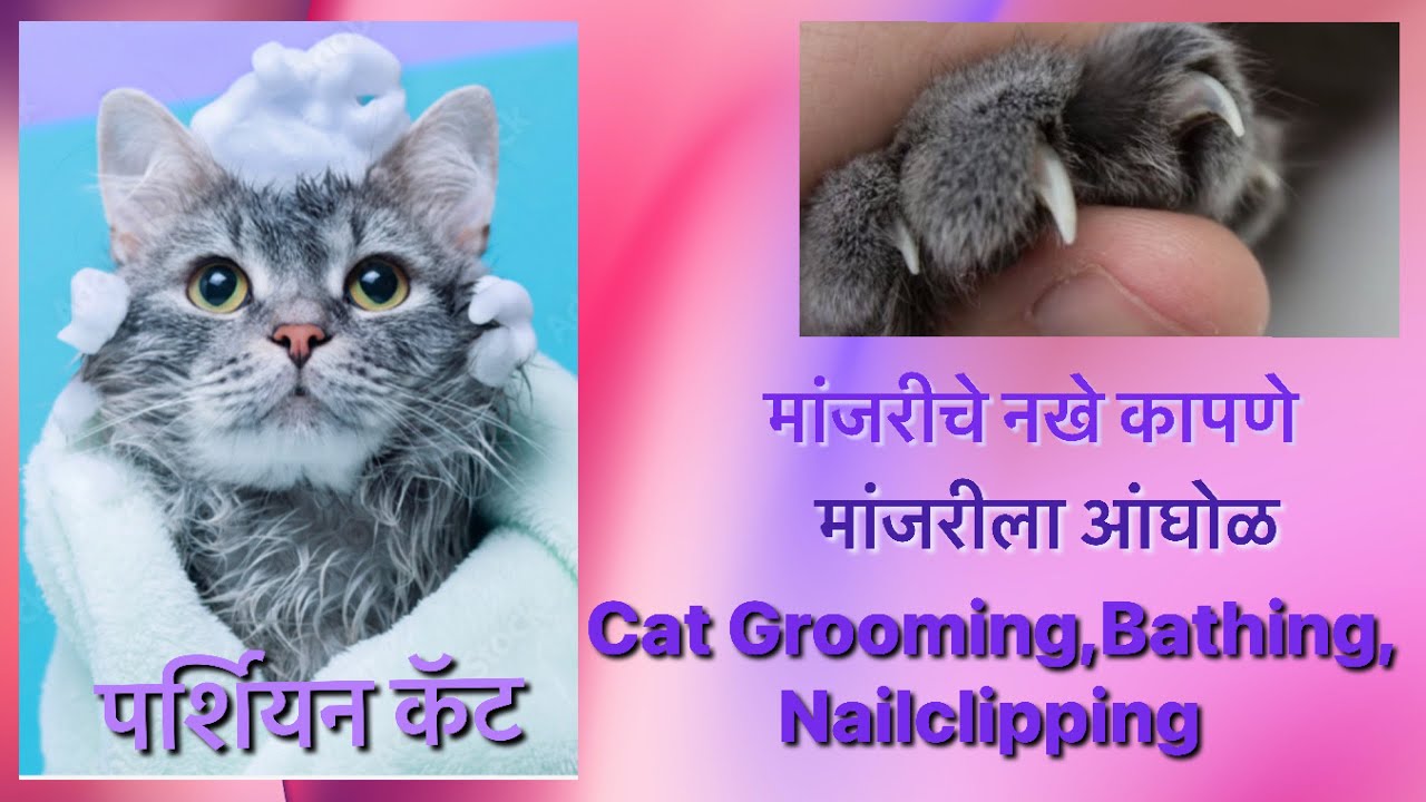 मांजरीला आंघोळ घालणे आणि नखे कापणे Persian cat पर्शियन कॅट Cat