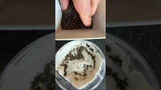 Chia Samen Keimen lassen mit Ergebnis💚
