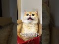 猫が実は、人間に「自分なりの名前」をつけているって知っていますか？