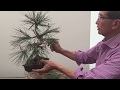 How to Prune and Shape Pines Part 2