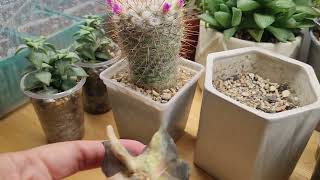 видео: Хавортия сбросила корни. Что я делаю в такой ситуации картинка: Хавортия сбросила корни. Что я делаю в такой ситуации