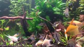 Hd Angelfish Apistogramma Cacatuoides Kakadu Corydoras Helleri Pleco Planted Tank Aquarium