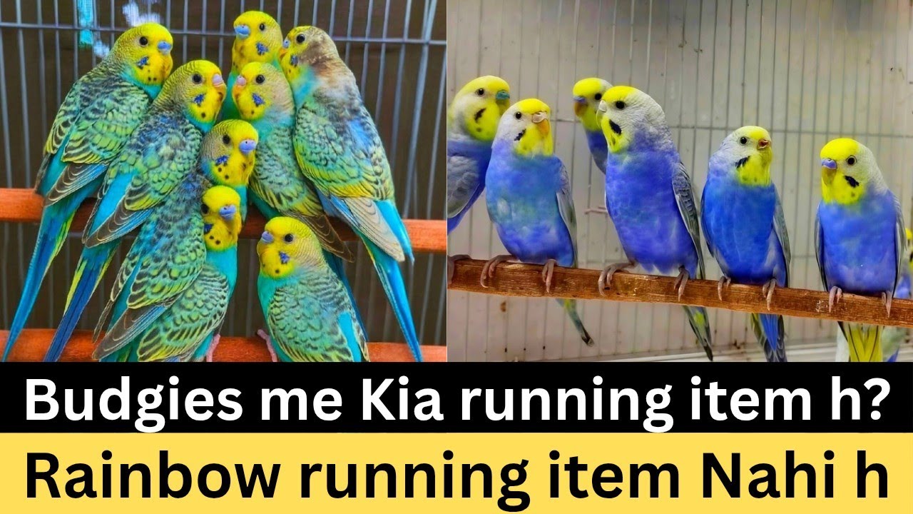 Running item Kia HOTA h smart play Kia h?