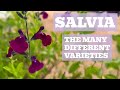 Salvia Showcase: The Must-Have Varieties for Your Garden Collection!