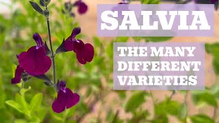 Salvia Showcase: The Must-Have Varieties for Your Garden Collection!