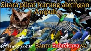 suara pikat burung abringan ampuh