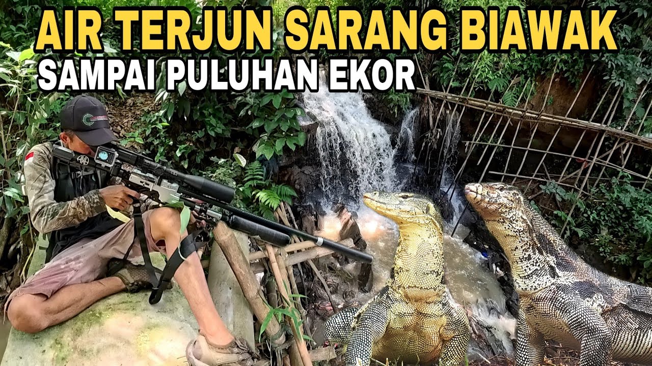 BERBURU PULUHAN BIAWAK BABON YANG MERESAHKAN || BERBURU BIAWAK || MONITOR LIZARD || PESTA CONTROL 