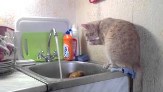 Барсик - водяной кот Барсик - водяной кот