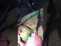 #以石会友 #翡翠矿区 #冰种翡翠 #天然翡翠 #缅甸天然翡翠  开开开开开。开出帝王绿