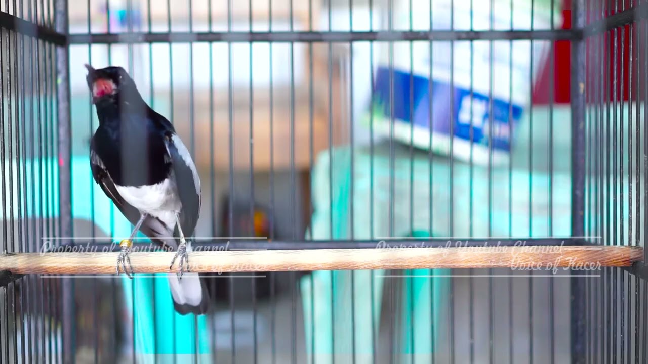 Awalan Kacer Gacor Mencari Lawan Cocok Buat Menaikkan Emosi Semua Kacer Auto Langsung Ikut Bunyi