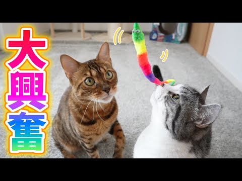 動きまわるカラフルな人形に大興奮の猫たち