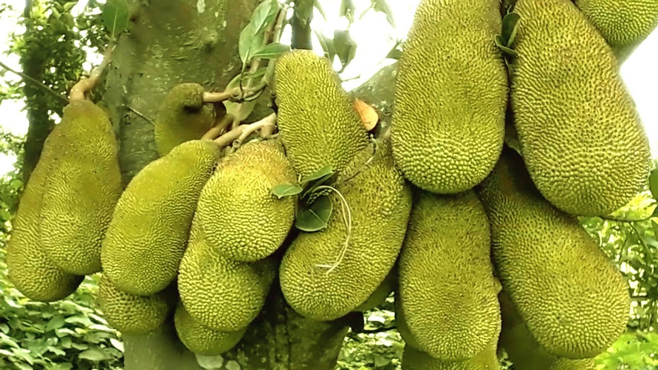JACK FRUIT IN THE GARDEN JACK FRUIT IS NATIONAL FRUIT OF BANGLADESH YouTube