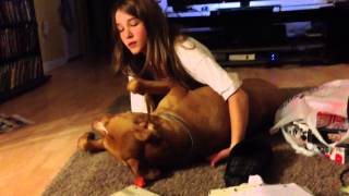 Pit Bull Giving Kisses