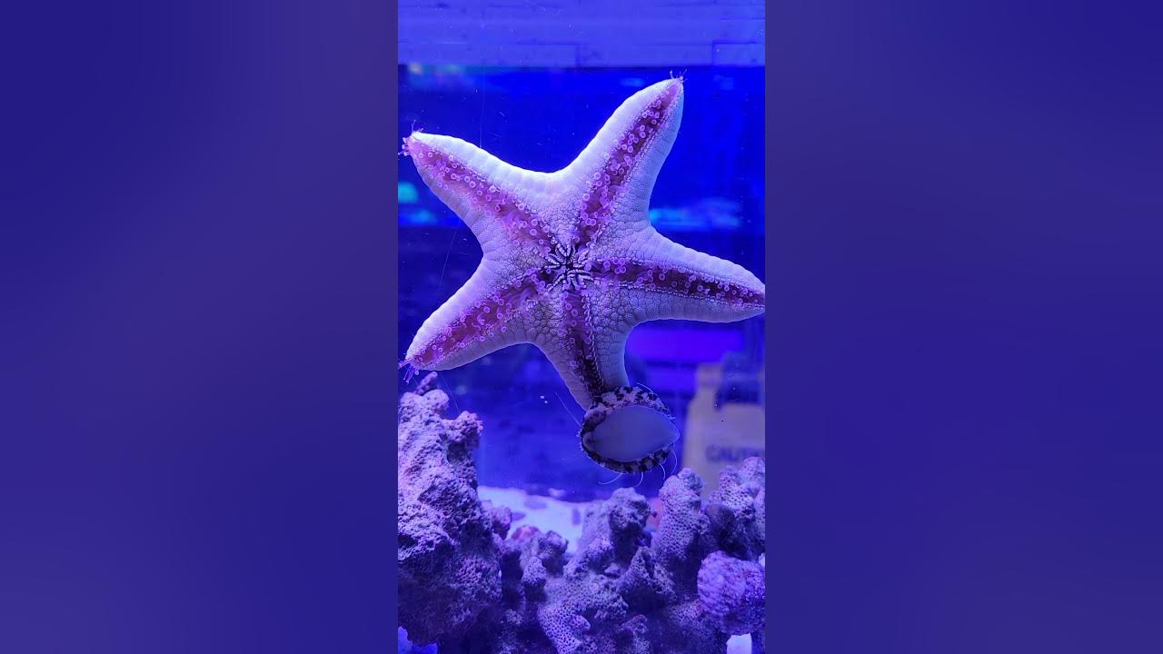how-many-feet-does-a-starfish-have-youtube