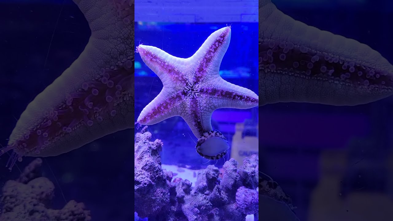How Many Feet Does A Starfish Have YouTube How Many Feet Does A Starfish Have YouTube