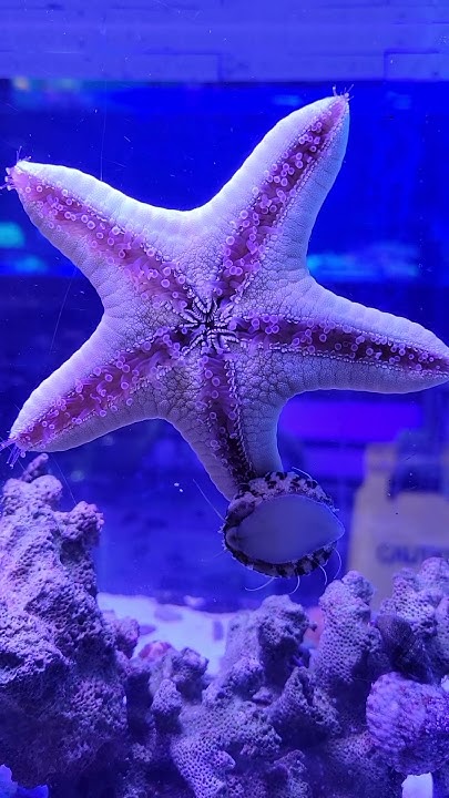 how-many-feet-does-a-starfish-have-youtube