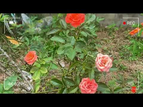 The beauty of nature is in its simplicity