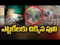 ఎట్టకేలకు చిక్కిన పులి | Man Eater Tiger Captured in Chandrapur | Maharashtra | TV5 News