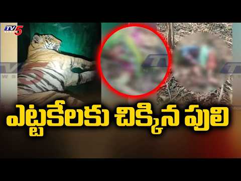 ఎట్టకేలకు చిక్కిన పులి | Man Eater Tiger Captured in Chandrapur | Maharashtra | TV5 News - TV5NEWS