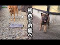 【お迎え2日目】ヤンチャ過ぎる甲斐犬の子犬をお庭に出してみた結果…