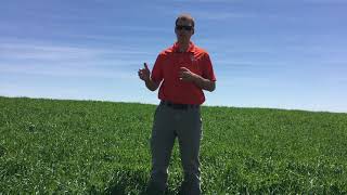In the Field with Ag Valley Agronomy: Wheat Flag Leaf Fungicides